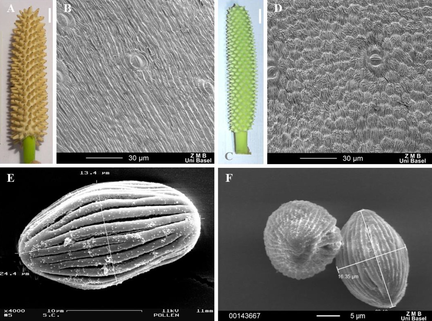 Six-panel plate: a cream Spathiphyllum croatii spadix and a green Spathiphyllum ortgiesii spadix, each studded with pointed tepal tips; two electron micrographs of the style surface at 30 micrometers; and two electron micrographs of ribbed, ellipsoid pollen grains