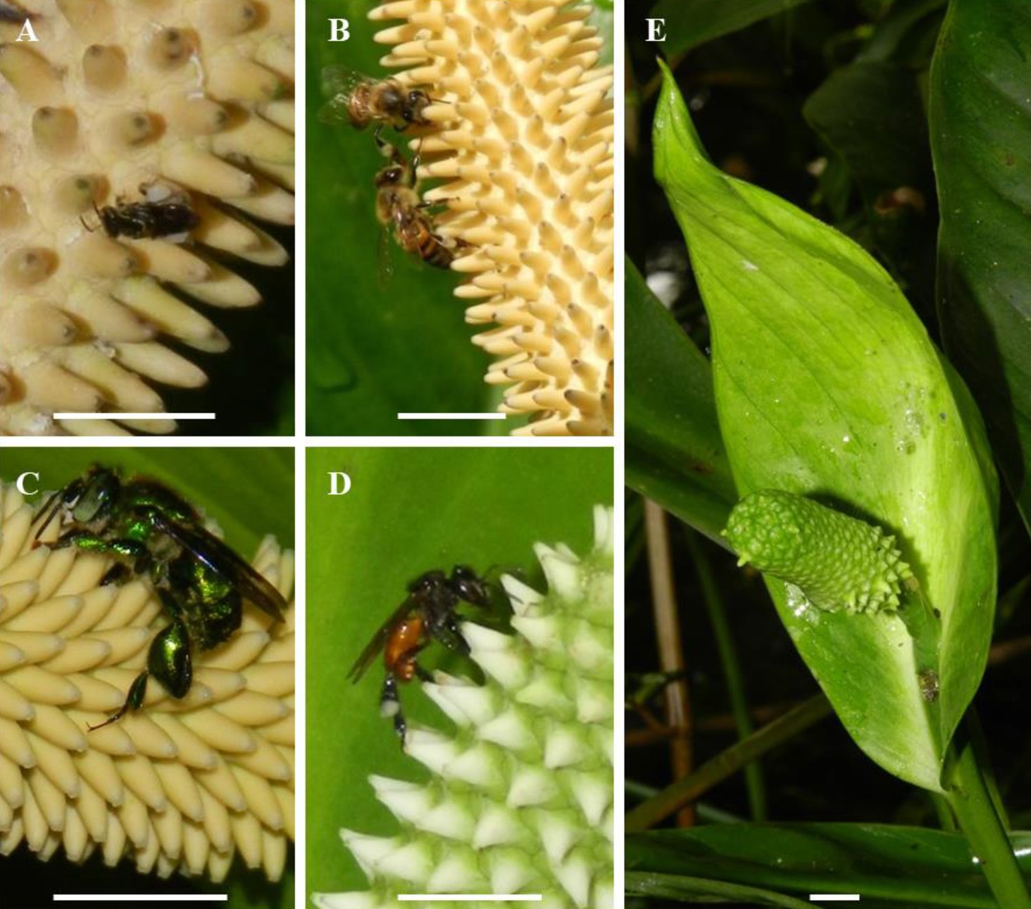 Five-panel plate: a small dark stingless bee and two honeybees on a cream spadix, a metallic green orchid bee gripping a pistil, a dark bee with an orange abdomen on a pale green spadix, and a green-spathed inflorescence of a putative natural hybrid