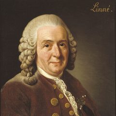 Portrait of Carl Linnaeus