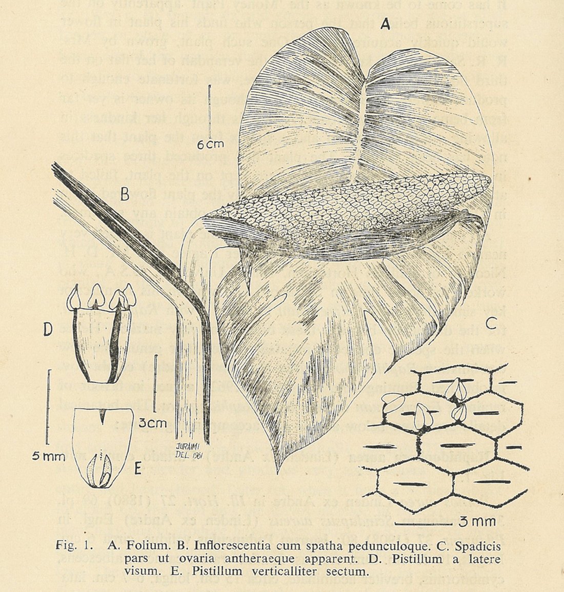 A pen drawing of a broad leaf with a spadix lying across it, beside magnified details of the spadix surface and a pistil cut lengthwise