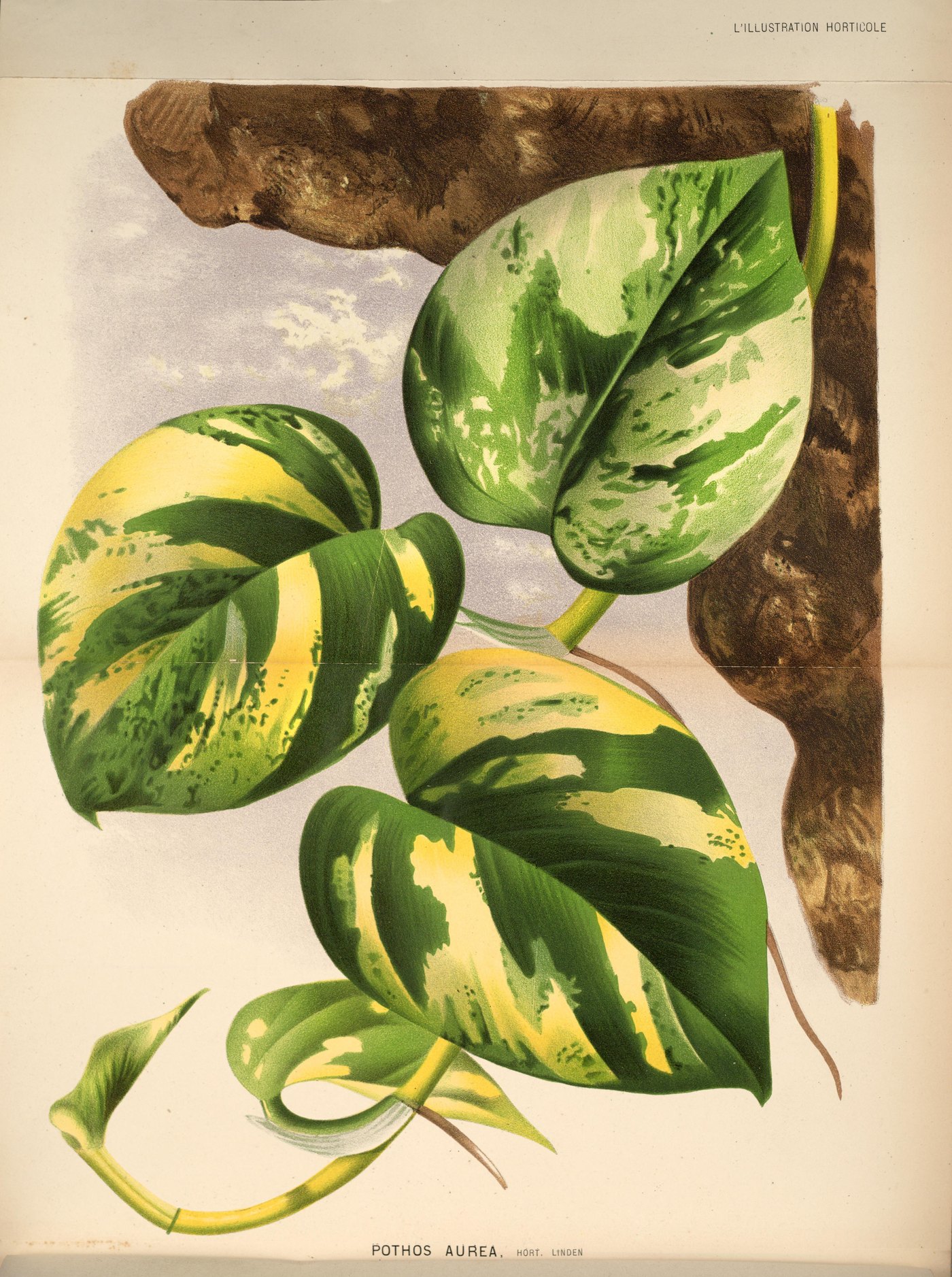 A color plate of a climber with heart-shaped leaves streaked in gold and cream, labeled Pothos aurea, Hort. Linden