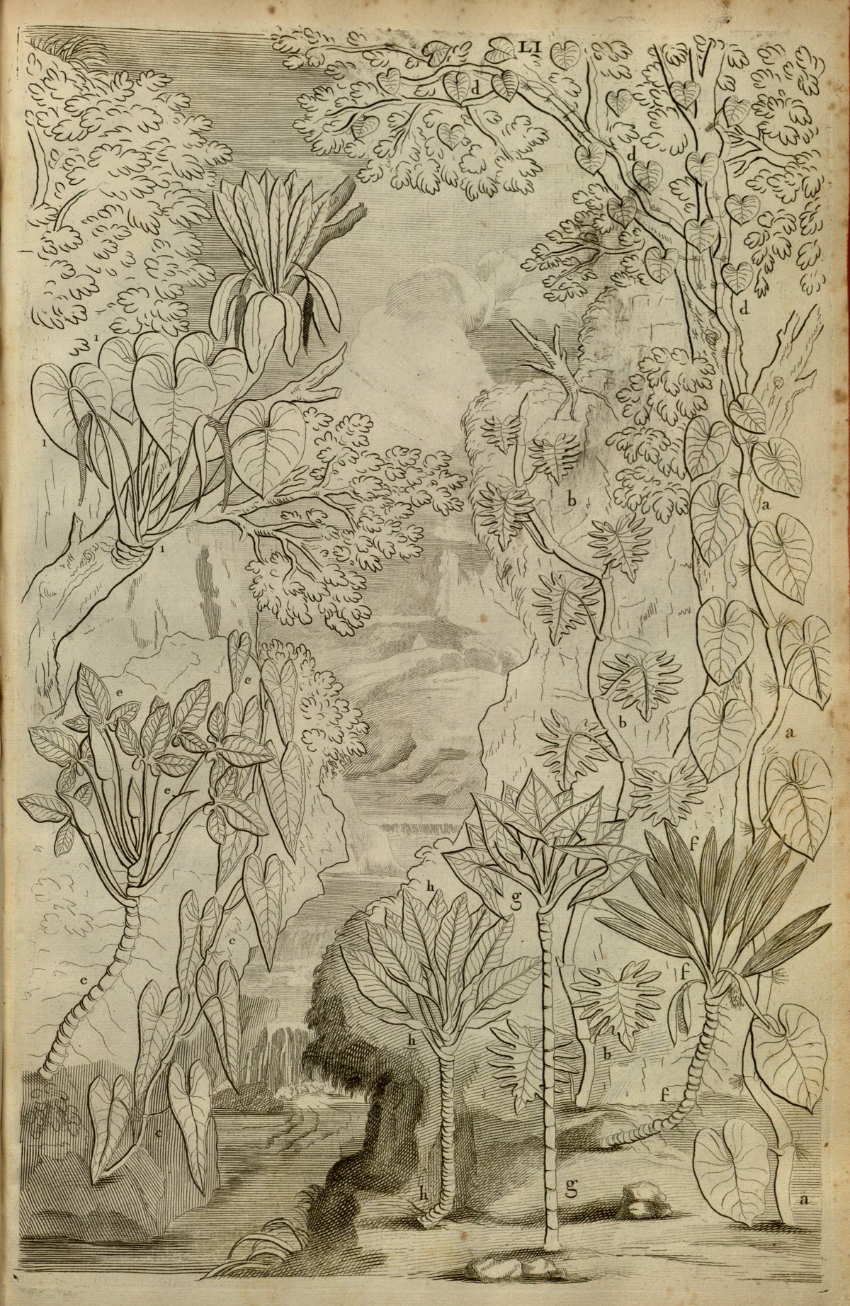 An engraved forest scene of climbing and ground-dwelling plants on trunks and rocks, the figures lettered a to h
