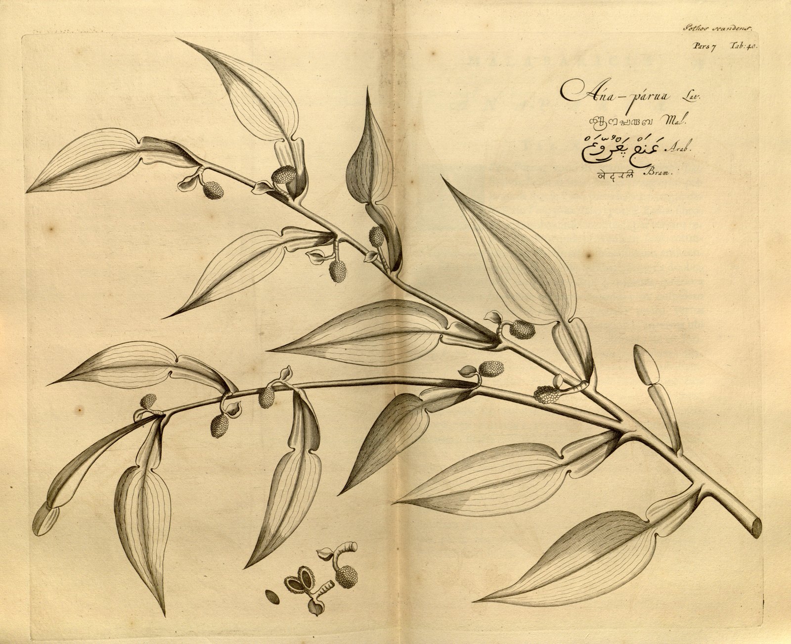 An engraving of a leafy climbing stem with lance-shaped leaves and small inflorescences, captioned Ana-parua