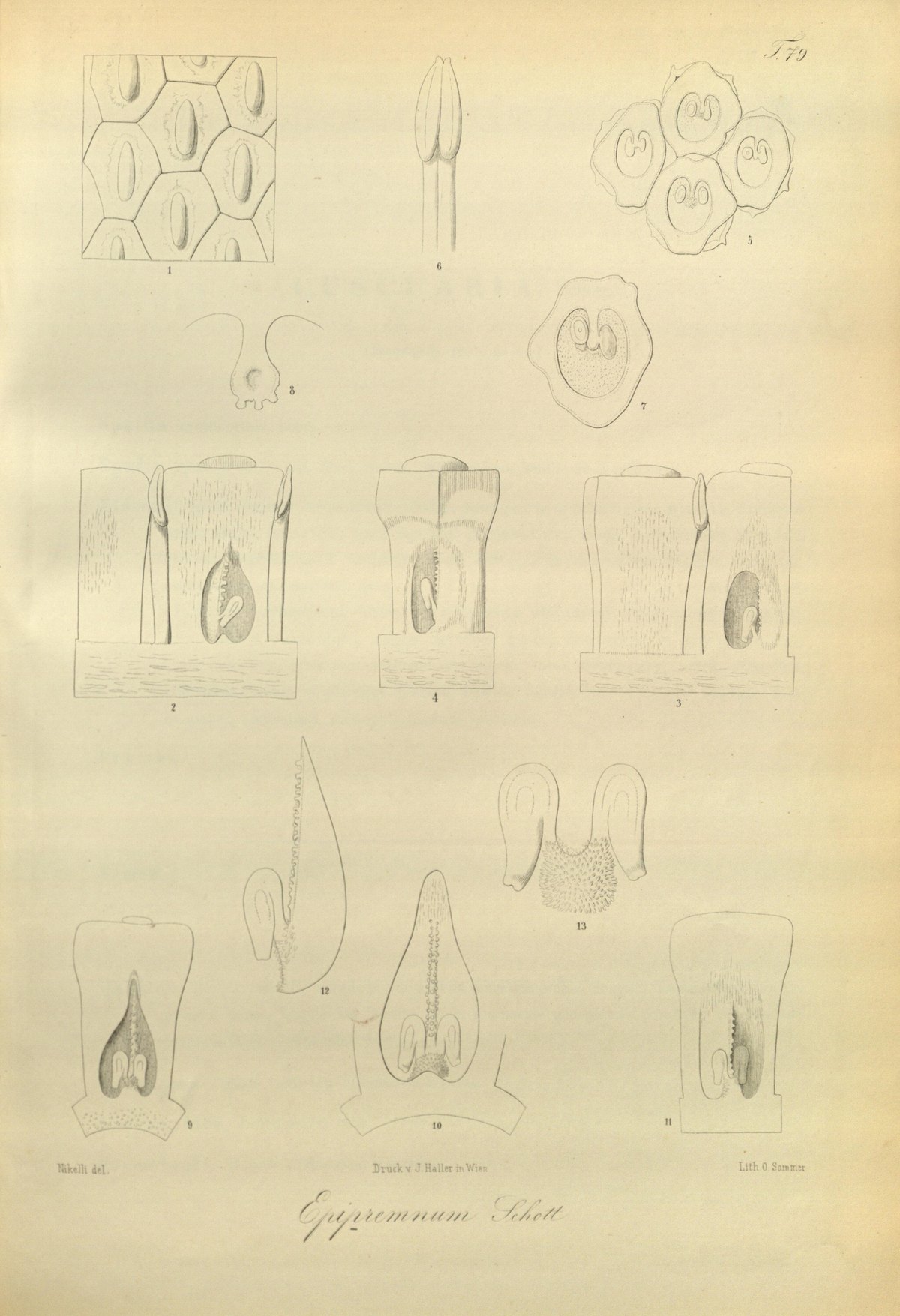 A lithographed plate of magnified flower parts: cell surfaces, a stamen, ovaries cut open to show their ovules, and a seed